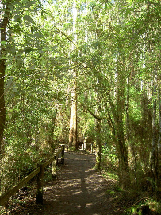 072 great ocean road.jpg